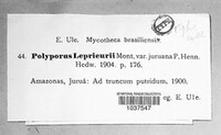 Polyporus leprieurii image